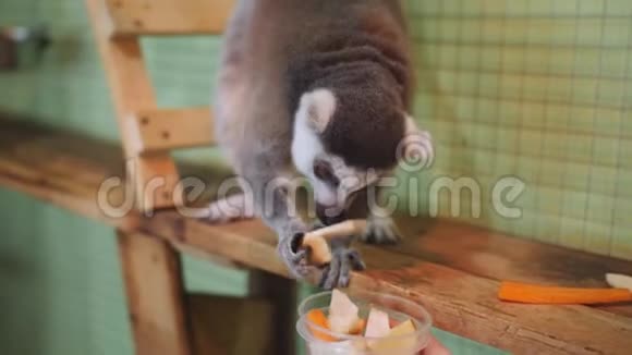 莱穆尔宠物动物园从一个杯子里挑选蔬菜这给了他这个女孩视频的预览图