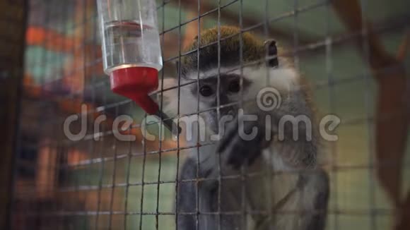 女孩给猴子在笼子里宠物动物园塑料杯与食物猴子从杯子里选择食物视频的预览图