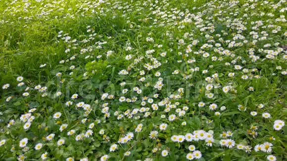 春暖花开鲜草与雏菊视频的预览图