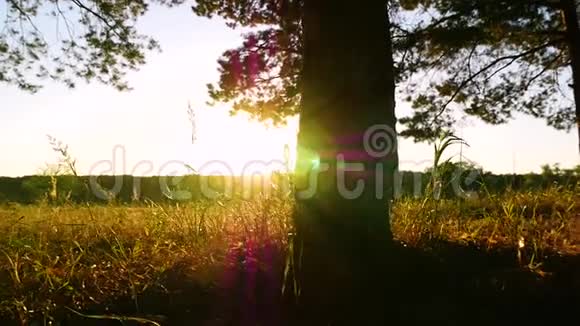 森林里的树干近距离相机滑块移动日落时阳光透过树林照射视频的预览图