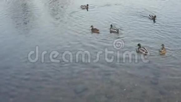 鸭子和德拉克斯跳进河里视频的预览图