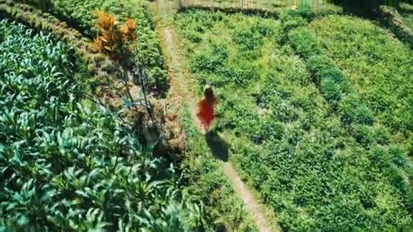 在巴厘岛穿着红色衣服的妇女沿着绿色的田野漫步视频的预览图