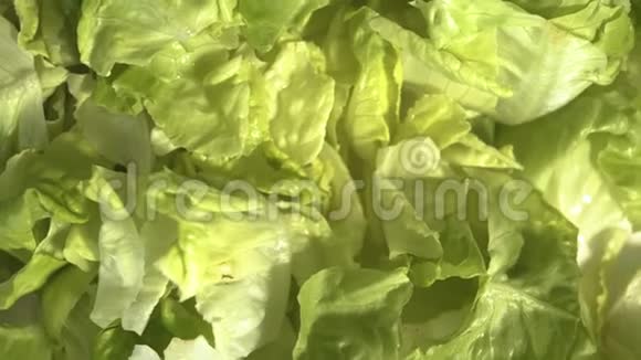 鲜叶生菜沙拉背景关上莴苣素食有机食品健身和健康营养视频的预览图