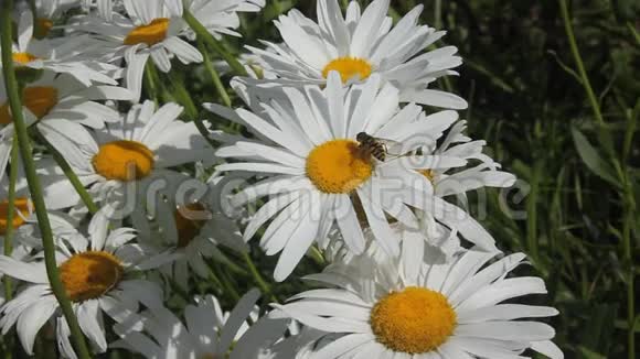 雏菊和蜜蜂视频的预览图