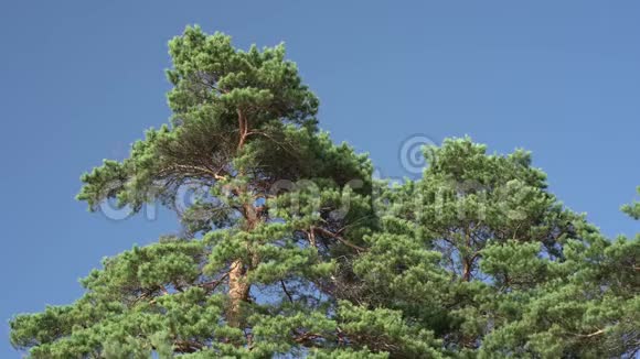松树对抗蓝天视频的预览图
