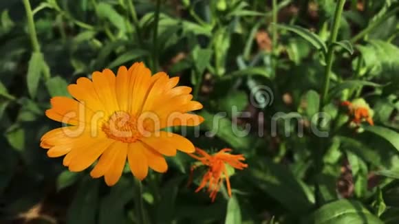 金盏花的橙花药用植物视频的预览图