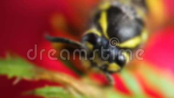 关注蜜蜂头坐在红花上宏观视频的预览图