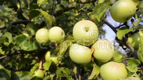 成熟的苹果在树上视频的预览图