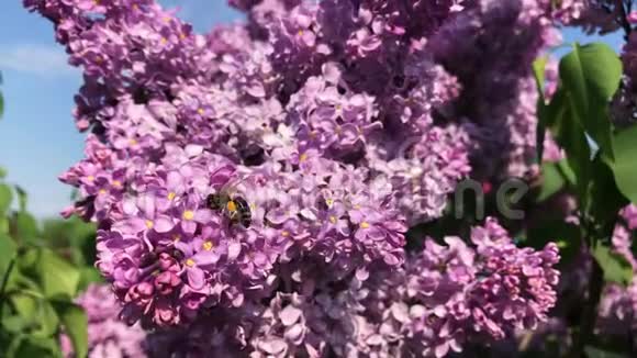 阳光明媚的一天一只蜜蜂坐在丁香花上视频的预览图