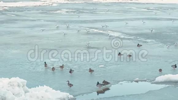鸟儿在冰河上鸭子视频的预览图