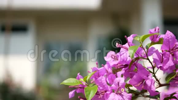 户外紫粉色布干维尔花的选择性焦点在外面种植以装饰房子视频的预览图