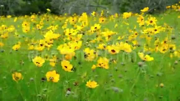 黄色野花在风中摇曳视频的预览图
