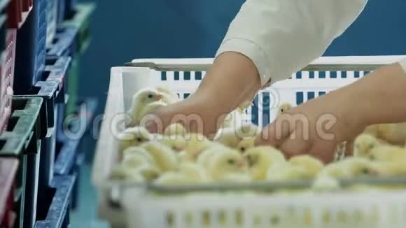 孵化肉鸡新生雏鸡的选择与分类视频的预览图