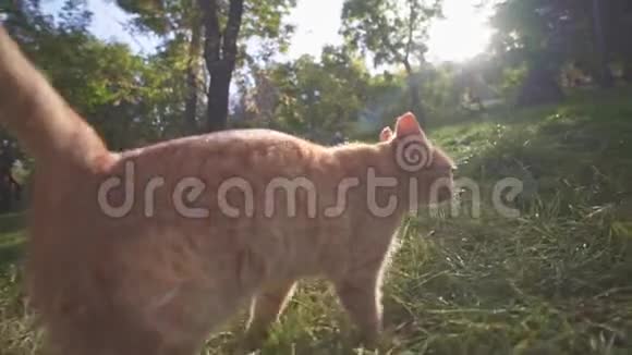 橙色流浪猫在城市公园敖德萨乌克兰探索领土并在一个夏季阳光明媚的日子喵喵叫食物视频的预览图