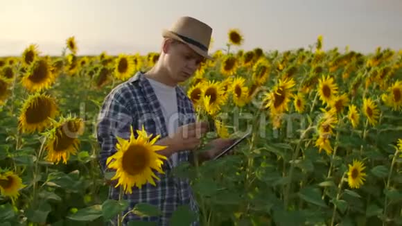 这位植物学家在田野里和向日葵一起工作视频的预览图