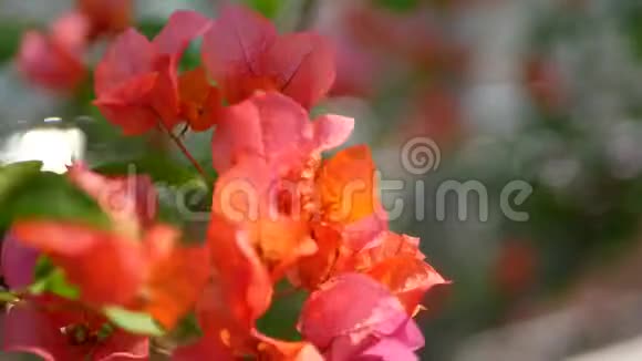 户外红橙的选择性焦点布干维尔的花种在外面装饰房子视频的预览图