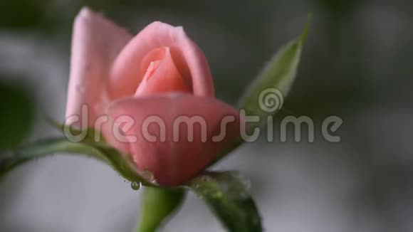 大粉红色玫瑰水滴落在上面幼花近景春夏背景选择性重点视频的预览图