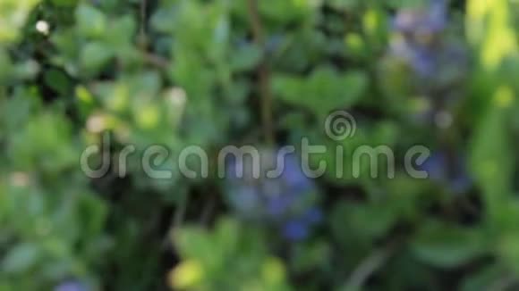 合上紫罗兰花风在晚阳吹花野花的概念视频的预览图