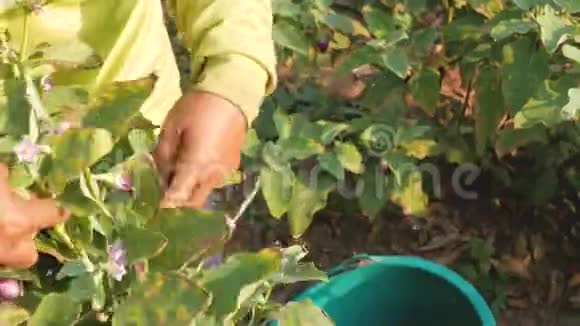 农民在农场里收集茄子视频的预览图