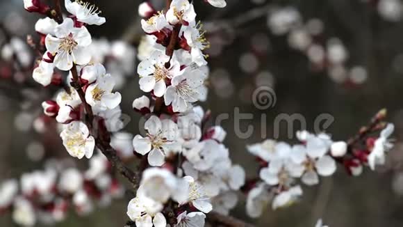 在阴天的春天早午餐上美丽的樱花随风而动视频的预览图