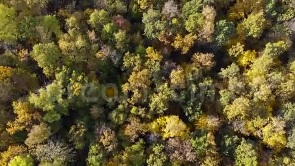 空中自上而下在阳光明媚的日子里飞行在一个令人惊叹的五颜六色的树梢上树叶转动美丽的秋树视频的预览图