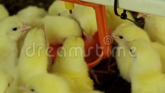 刚出生的小鸡从农场的碗具里喝水视频的预览图