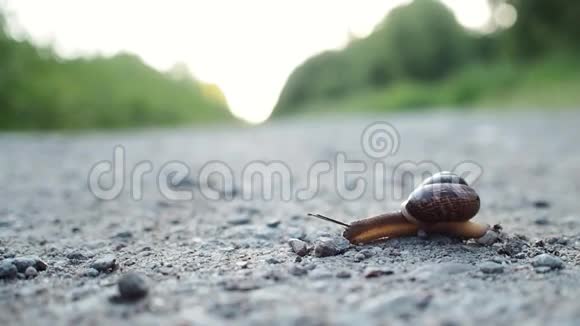蜗牛在路上爬行从右到左视频的预览图