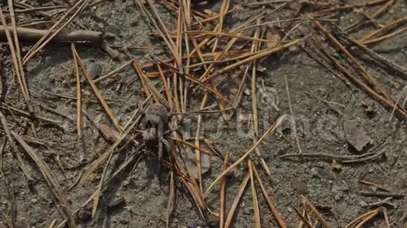 蜘蛛用针头在地上奔跑视频的预览图