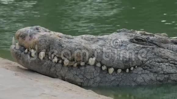 一只巨大的鳄鱼在水面上的鼻子的特写镜头视频的预览图