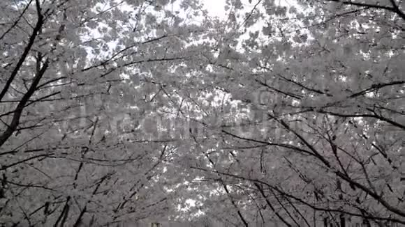 夕阳西下长着盛开的樱花树的万宝路石射向小巷视频的预览图