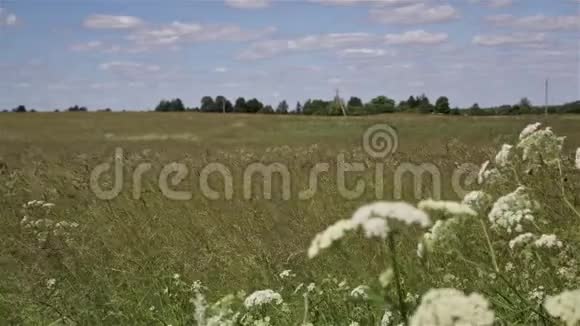 风在干草地吹草阳光照耀着乡村风景农田视频的预览图