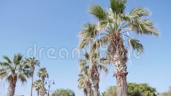塞浦路斯帕福斯棕榈树经过蓝天风和日丽视频的预览图