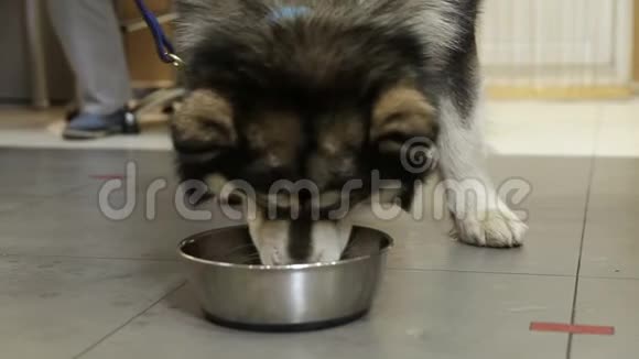 一只哈士奇狗从碗里吃东西视频的预览图