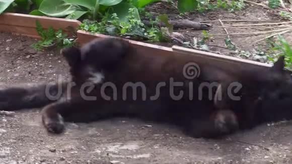 可爱的黑猫躺在地上躺在尘土里视频的预览图