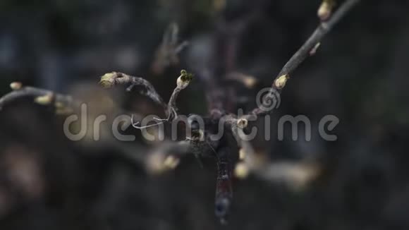 这棵树上的叶子现在出现在初春的树架上视频的预览图