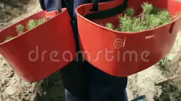 人拿着托盘和松树的幼苗在地上种植木材种植视频的预览图