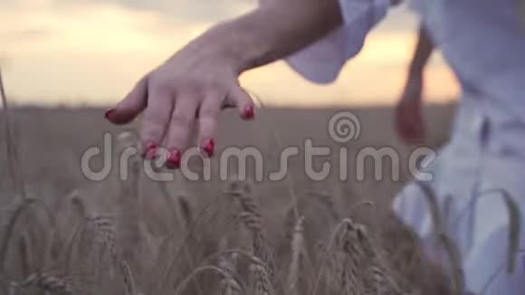 女人的麦田女人的手摸着大麦的耳朵女农民享受农业丰收有机黄金大麦视频的预览图