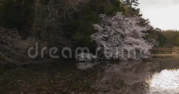 公园附近的樱花白天多云大片视频的预览图