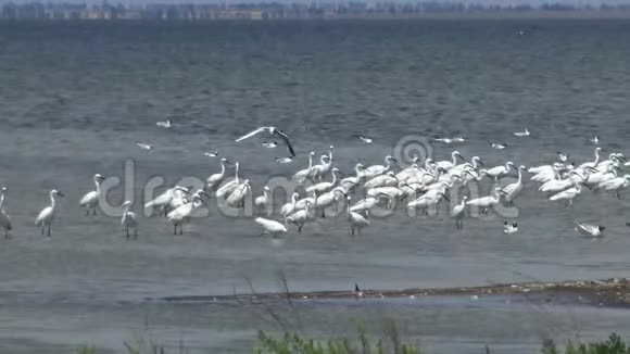白鹭海鸥和在沙锡湖上的一大群鸟中视频的预览图