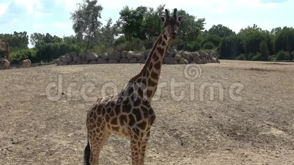 非洲长颈鹿正站在公园里视频的预览图