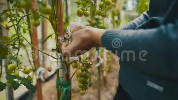 女农民把西红柿绑在树枝上视频的预览图