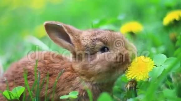 红兔在草地上吃蒲公英视频的预览图