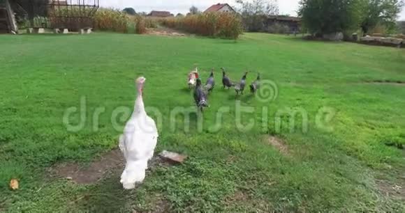 火鸡在一个小农场里自由地漫游农场和花园视频的预览图