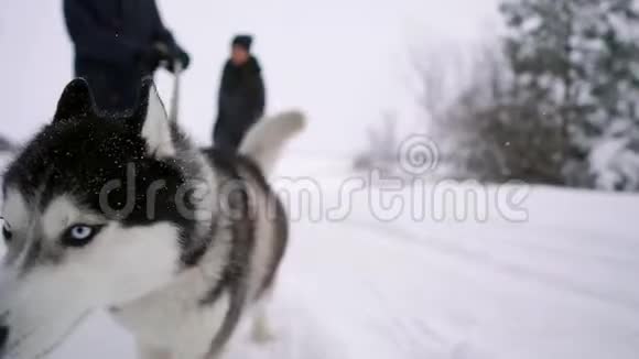 西伯利亚哈士奇的特写镜头和他的家人在爱情中慢慢地穿过冬天的森林视频的预览图