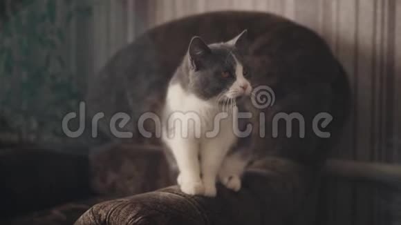 可爱而深情的猫坐着四处张望视频的预览图
