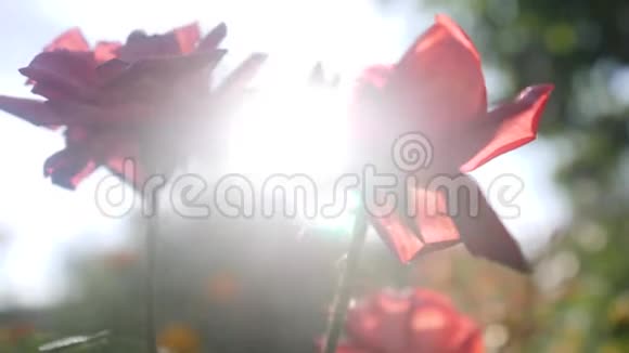 阳光下盛开的红玫瑰视频的预览图