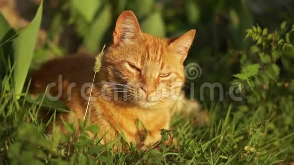 大红睡猫在阳光明媚的日子里慢悠悠地坐在草地上视频的预览图
