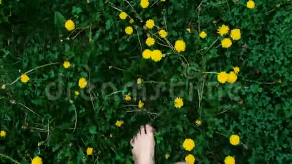 夏季概念绿色草地上穿白色运动鞋的雌鹿与黄色蒲公英视频的预览图