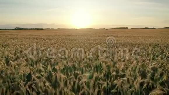 日落时分在金色的麦穗广阔的农田上快速飞行视频的预览图