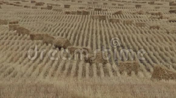 麦田收割用大的方形捆起来的稻草视频的预览图